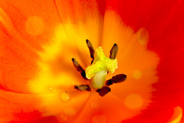 orange color wide open tulip blossoms, macro of a bed of petals and blooms seen from the top - 778367750
