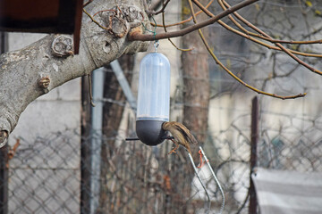 Oiseau, moineau, mangeant des graines déposées dans une mangeoire suspendue à un arbre.