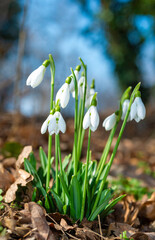 Galanthus nivalis - early blooming spring flowers, primroses - ephemeroids, Ukraine