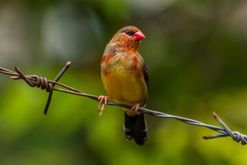 The red avadavat, red munia or strawberry finch, is a sparrow-sized bird of the family Estrildidae. It is found in the open fields and grasslands of tropical Asia and is popular as a cage bird
