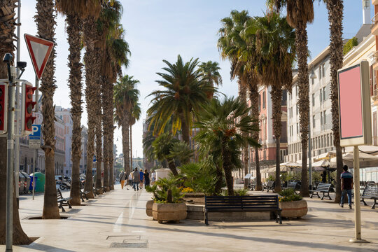 Alley of palms on the street "Corso Vittorio Emanuele" at Bari, Italy.