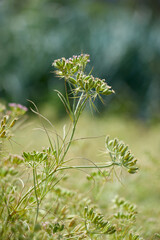 Most popular cumin seeds plant in Egyptian field,unripped cumin crop dry plants,The most widely used spice is cumin or plant,Carum or Caraway and carvi. cumin flower.