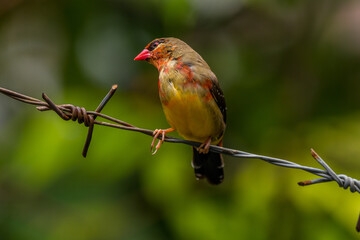 The red avadavat, red munia or strawberry finch, is a sparrow-sized bird of the family Estrildidae. It is found in the open fields and grasslands of tropical Asia and is popular as a cage bird