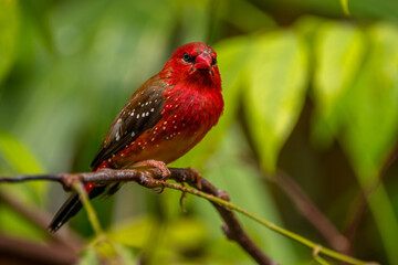 The red avadavat, red munia or strawberry finch, is a sparrow-sized bird of the family Estrildidae. It is found in the open fields and grasslands of tropical Asia and is popular as a cage bird