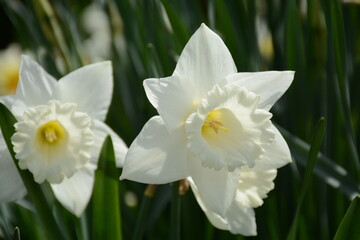 Fototapeta na wymiar White trumpet daffodil close-up in the garden
