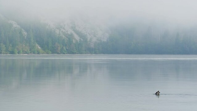 A serene autumn landscape featuring a duck on a mist-covered lake