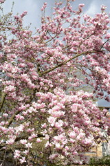 Large pink magnolia tree blooms in spring