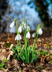 Galanthus nivalis - early blooming spring flowers, primroses - ephemeroids, Ukraine