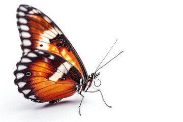 Fototapeta na wymiar Magnificent butterfly, macro, isolated on white backdrop. Generative Ai