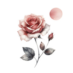 pink rose on white