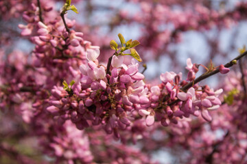 Obraz premium blossoming branch with pink flowers on the tree in the spring 