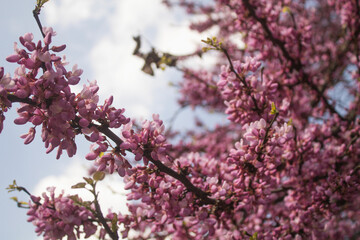 blossoming branch with pink flowers on the tree in the spring 