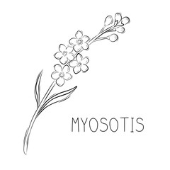 Sketch myosotis or Forget me not spring flower simple vector illustration in doodle style
