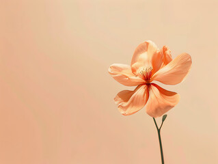 Obraz premium Beautiful colorful flower backgrounds are used for presentations or framed photos. Text background