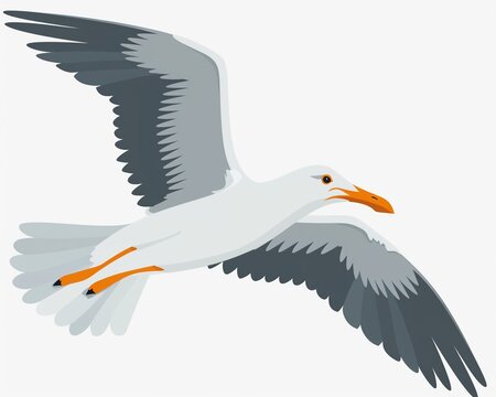Seagull clipart flying overhead with outstretched wings.