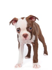 A cute and shy Boston Terrier puppy.