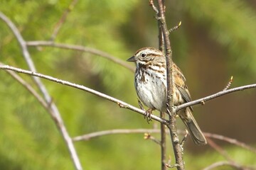 Song sparrow perches on a small twig.