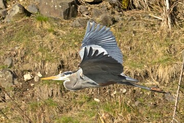 Great blue Heron flying low.