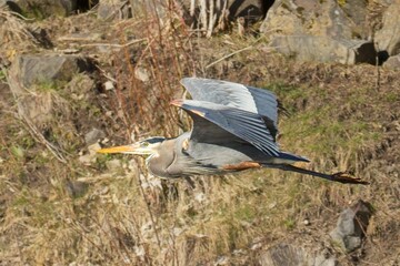 Blue Heron soraing low to the ground.