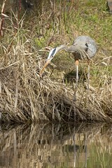 Heron hunting for fish in water.