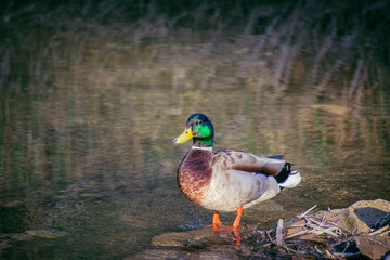 Duck in the forest river