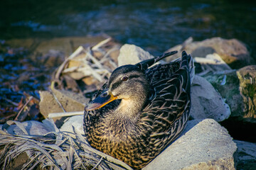 duck in the forest river