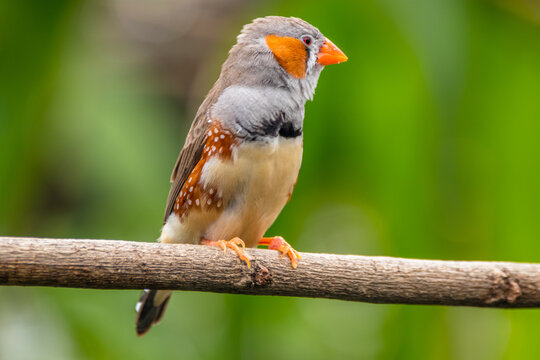 The zebra finches are two species of estrildid finch in the genus Taeniopygia found in Australia and Indonesia.