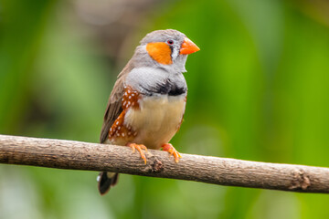 The zebra finches are two species of estrildid finch in the genus Taeniopygia found in Australia and Indonesia.