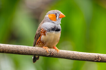 The zebra finches are two species of estrildid finch in the genus Taeniopygia found in Australia and Indonesia.