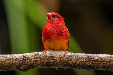 The red avadavat, red munia or strawberry finch, is a sparrow-sized bird of the family Estrildidae....