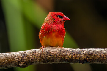 The red avadavat, red munia or strawberry finch, is a sparrow-sized bird of the family Estrildidae. It is found in the open fields and grasslands of tropical Asia and is popular as a cage bird