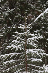 Small winter trees in the forest. Berry trees, spruce, pine.