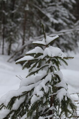Small winter trees in the forest. Berry trees, spruce, pine.