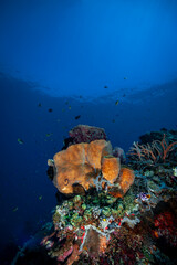 A picture of the coral reef