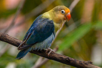 A lovebird (Agapornis) is a type of parrot. There are nine species. They are a social and...