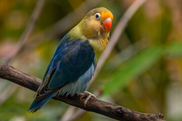 A lovebird (Agapornis) is a type of parrot. There are nine species. They are a social and affectionate small parrot.