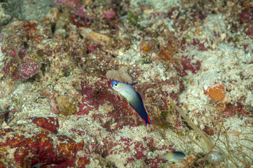 A beautiful purple fire goby