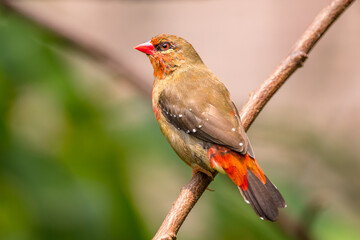 The red avadavat, red munia or strawberry finch, is a sparrow-sized bird of the family Estrildidae. It is found in the open fields and grasslands of tropical Asia and is popular as a cage bird