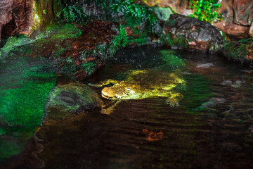 The Nile crocodile climbed out of the water.