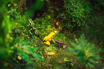 The poison dart frog Phyllobates terribilis. Toxic amphibian bright yellow.