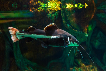 Tropical marine fish in natural habitat.