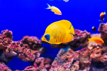 Naklejka na ściany i meble Tropical marine fish on a coral reef.