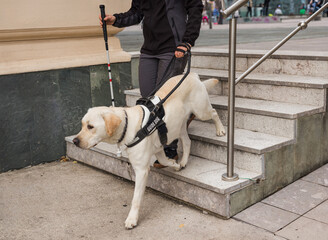 Trained guide dog, helping a blind woman with a white cane to safely walk down the staircase on an...