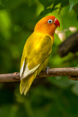A lovebird (Agapornis) is a type of parrot. There are nine species. They are a social and affectionate small parrot.