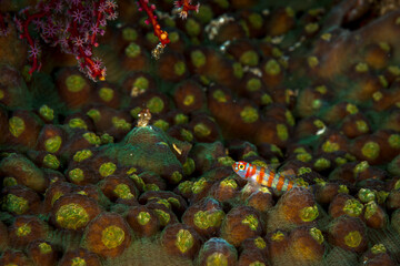 A picture of a clown pygmy Goby