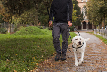 Blind woman taking a pleasant walk in a city park with her trained guide dog. Service animal and...