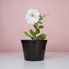 White petunia in a brown pot. Flower seedlings for the garden. Gardening and agriculture. Planting material. Hobby: growing plants from seeds. Pink background