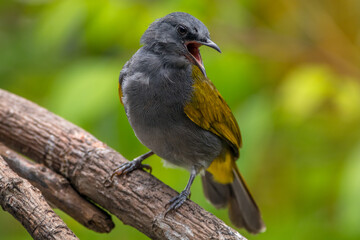 The grey-bellied bulbul (Ixodia cyaniventris) is a species of songbird in the bulbul family. It is found on the Malay Peninsula, Sumatra and Borneo.