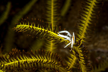 A picture of a crinoid squat lobster