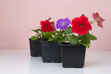 Petunia. Red and purple flowers in black containers. Ampelous flower seedlings for the garden. Gardening and agriculture. Planting material. Hobby: growing plants from seeds